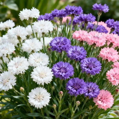 🌱Premium Kornblumensamen (bunte Mischung)🌸