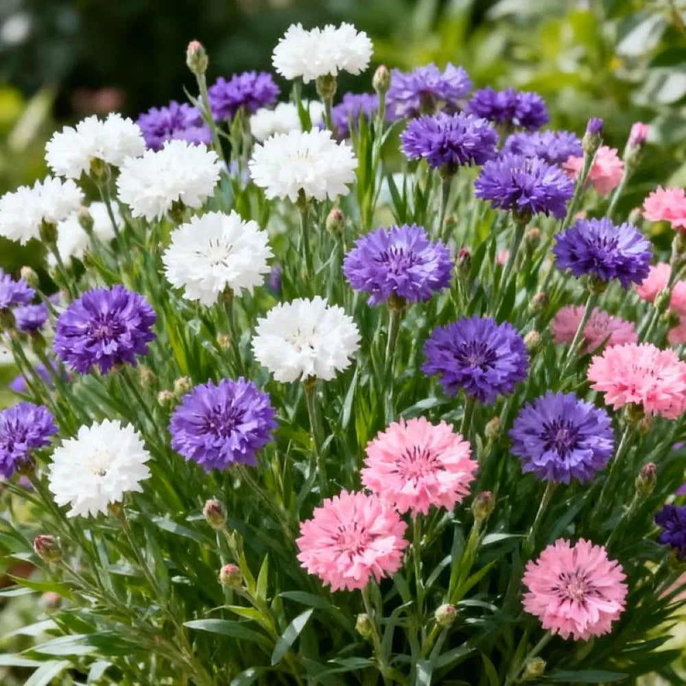 🌱Premium Kornblumensamen (bunte Mischung)🌸