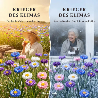 🌱Premium Kornblumensamen (bunte Mischung)🌸