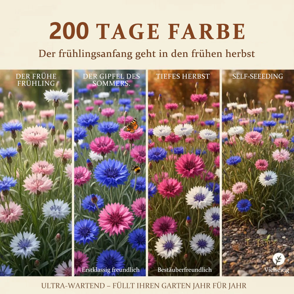 🌱Premium Kornblumensamen (bunte Mischung)🌸