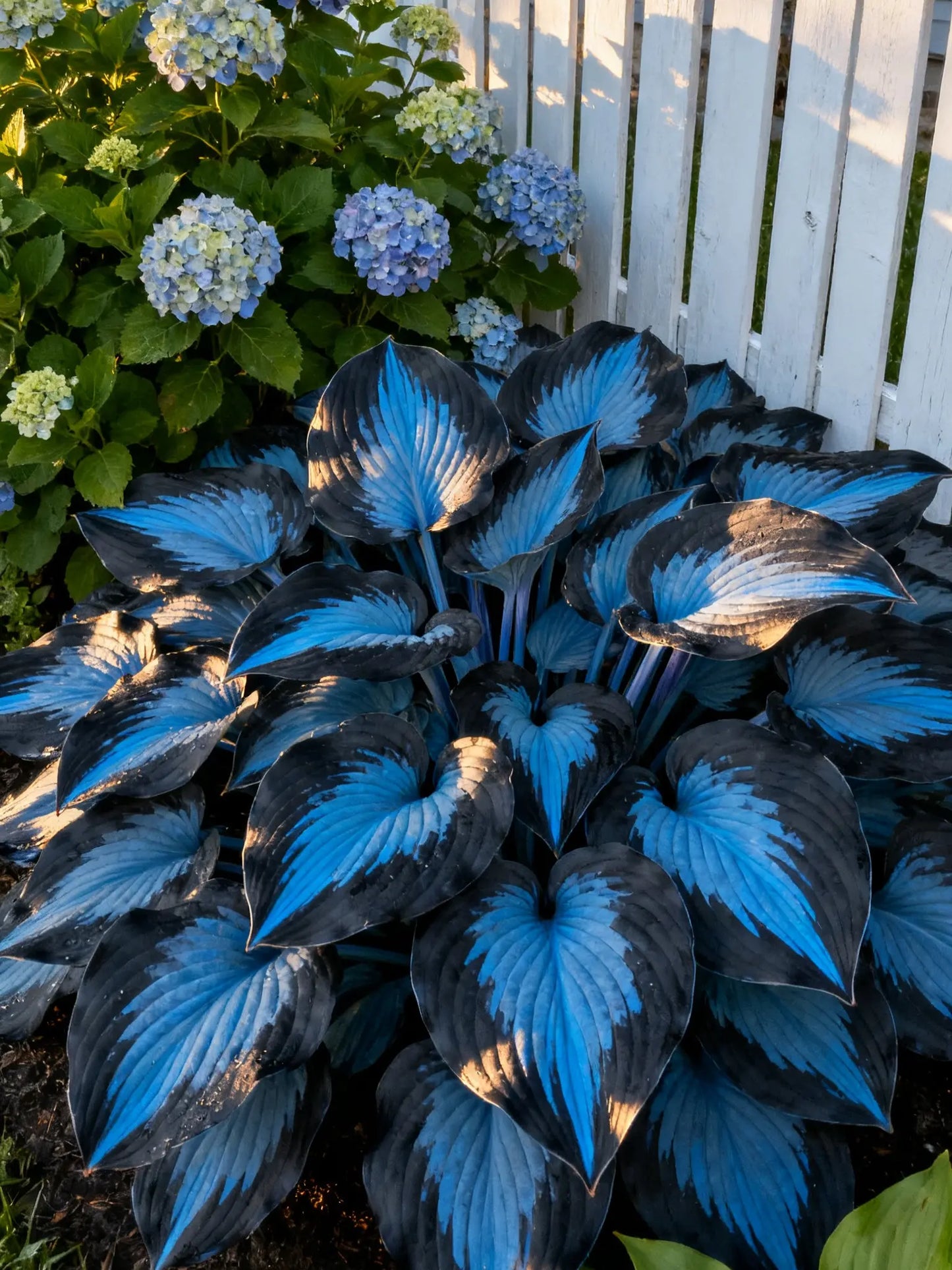 🔥Premium seltene Hosta-Samen🌿Schattenverträgliche Pflanze