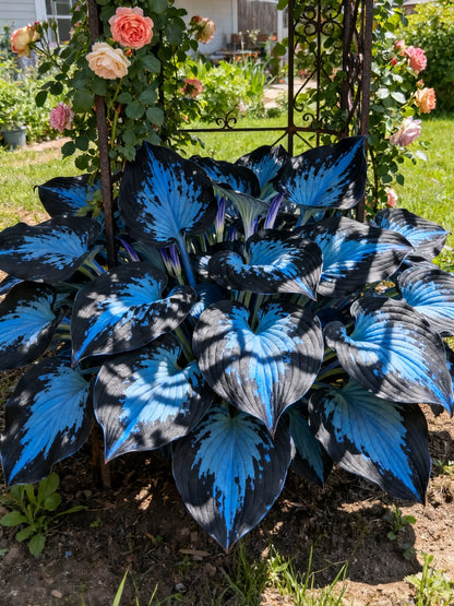 🔥Premium seltene Hosta-Samen🌿Schattenverträgliche Pflanze