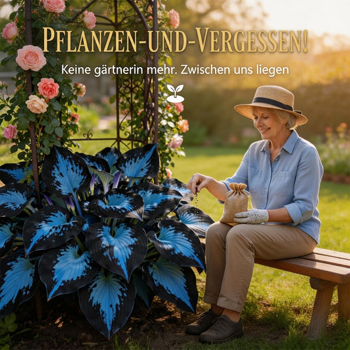 🔥Premium seltene Hosta-Samen🌿Schattenverträgliche Pflanze