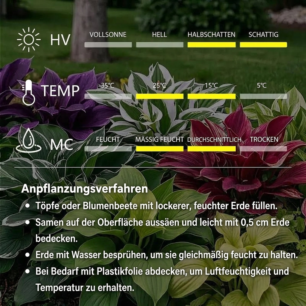 🔥Premium seltene Hosta-Samen🌿Schattenverträgliche Pflanze