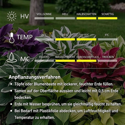 🔥Premium seltene Hosta-Samen🌿Schattenverträgliche Pflanze