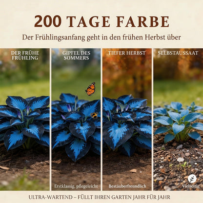 🔥Premium seltene Hosta-Samen🌿Schattenverträgliche Pflanze