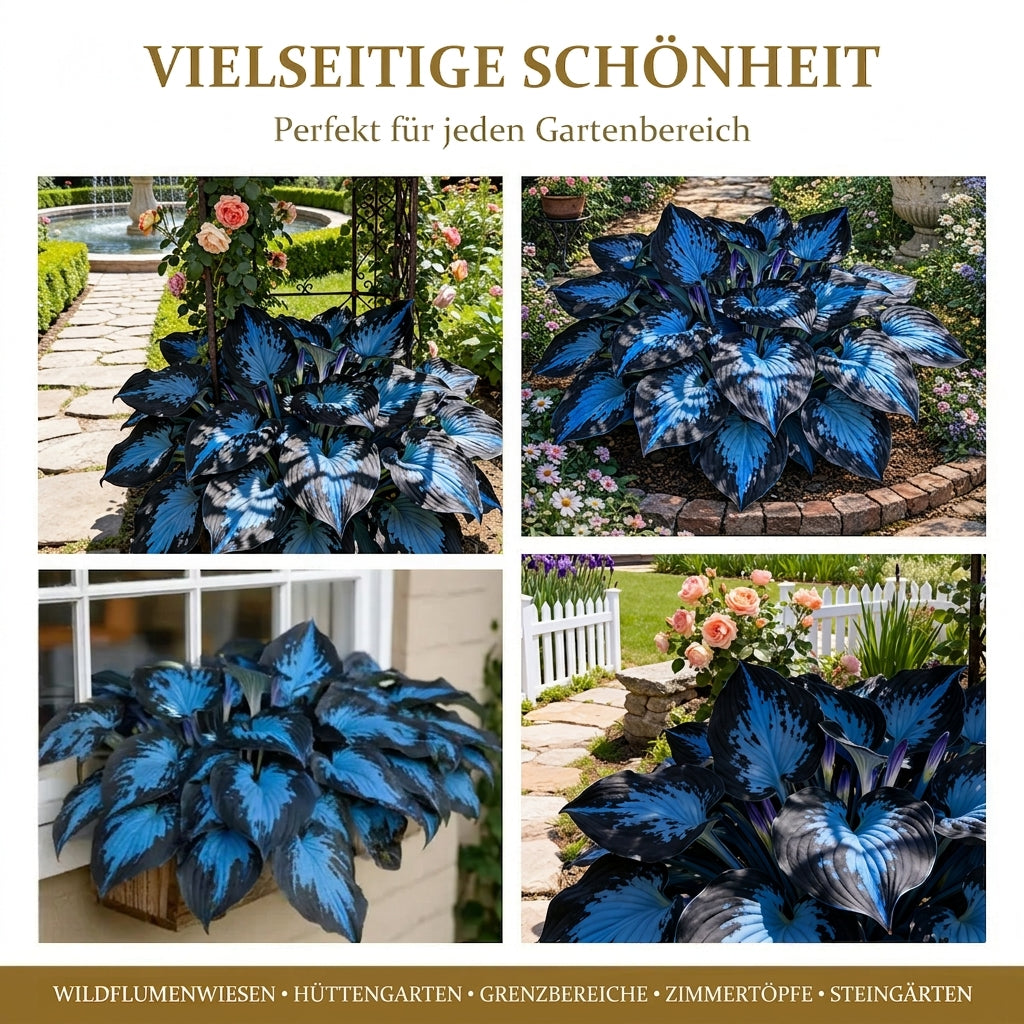 🔥Premium seltene Hosta-Samen🌿Schattenverträgliche Pflanze
